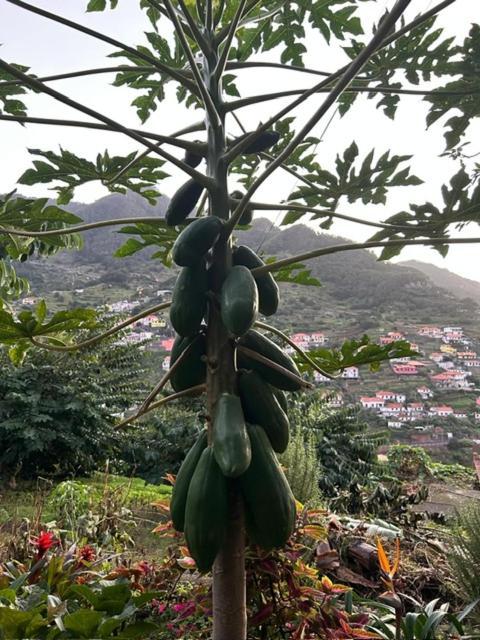 Casa Miguel Villa Machico  Bagian luar foto
